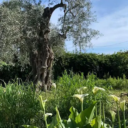 Casa Lilly - Giardino E Parcheggio A Due Passi Dal Mare * 디아노마리나
